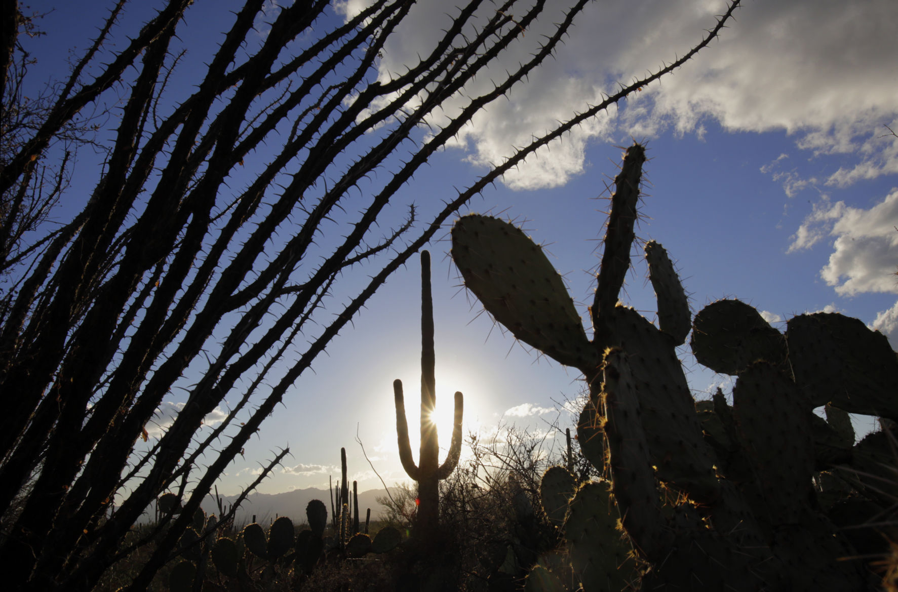 Pima Canyon Trail in Santa Catalina Mountains